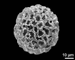 dry pollen grain