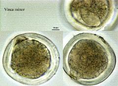 hydrated pollen