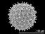 hydrated pollen grain