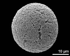 hydrated pollen grain