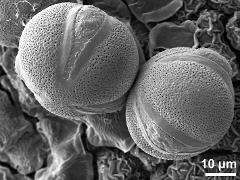 hydrated pollen grains