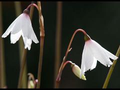 flower(s)