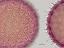 hydrated pollen