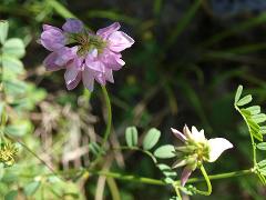 flower(s)