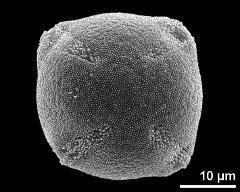 polar view (4-colporate pollen grain)