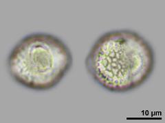 equatorial view,hydrated pollen