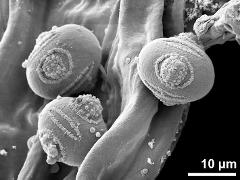 hydrated pollen grains