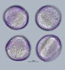 hydrated pollen