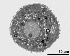 cross section of pollen grain