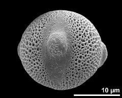 hydrated pollen grain in equatorial view