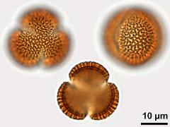 acetolyzed pollen