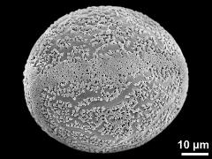 polar proximal view