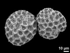 dry pollen grains