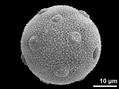 hydrated pollen grain