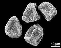 dry pollen grains