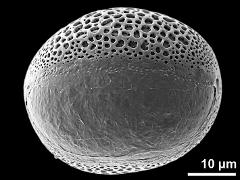 polar distal view