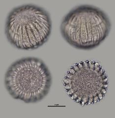 hydrated Pollen