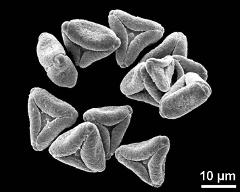 dry pollen grains