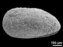 pollinium