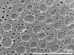 exine surface