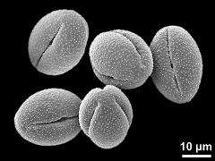 dry pollen grains