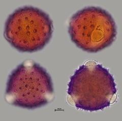 hydrated pollen