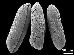 dry pollen grains