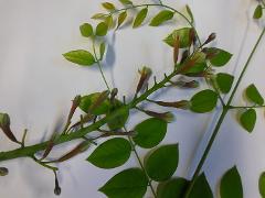 male flowers and leaves