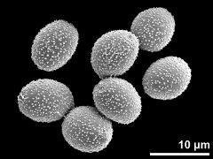 hydrated pollen grains