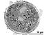 cross section of pollen grain