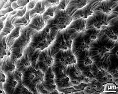 exine surface of dry pollen grain