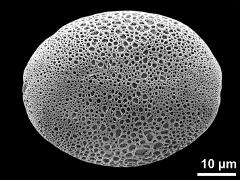 polar proximal view