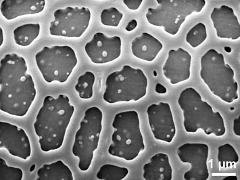 exine surface