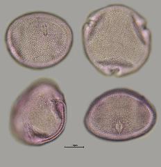 hydrated pollen