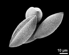 dry pollen grains