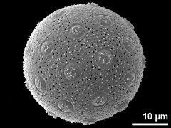 hydrated pollen