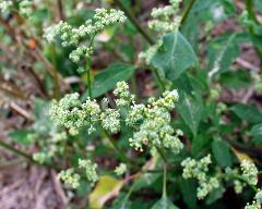 flowers of Chenopodium glaucum