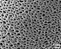 exine surface