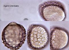 hydrated pollen