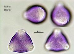 hydrated pollen