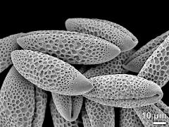 dry pollen grains