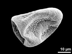 dry pseudomonad