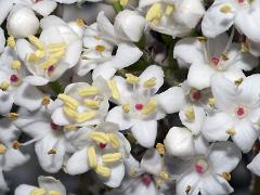 flowers of Viburnum utile