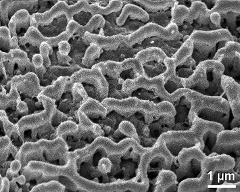 exine surface of hydrated tetrad