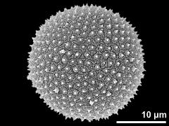 hydrated pollen