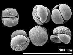 dry pollen grains