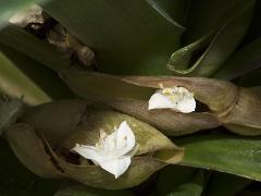 flowers of Rhoeo spathacea