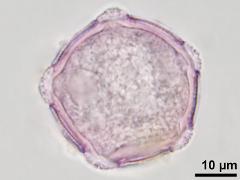 hydrated pollen,optical cross-section