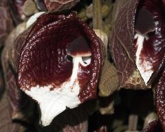 flower of Aristolochia arborea