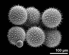 dry pollen grains